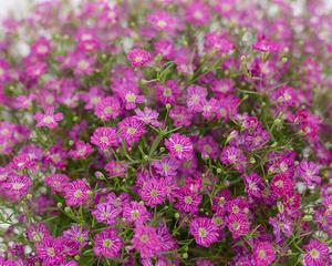 满天星一年开几次花？如何确保其花开不断？