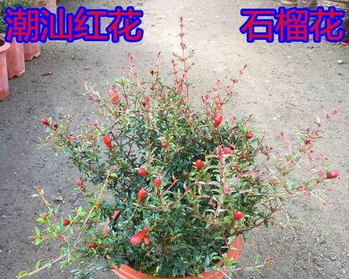 石榴花象征着什么？石榴花的寓意有哪些？