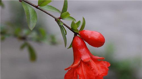 石榴花语和寓意是什么？石榴花代表了哪些美好寓意？