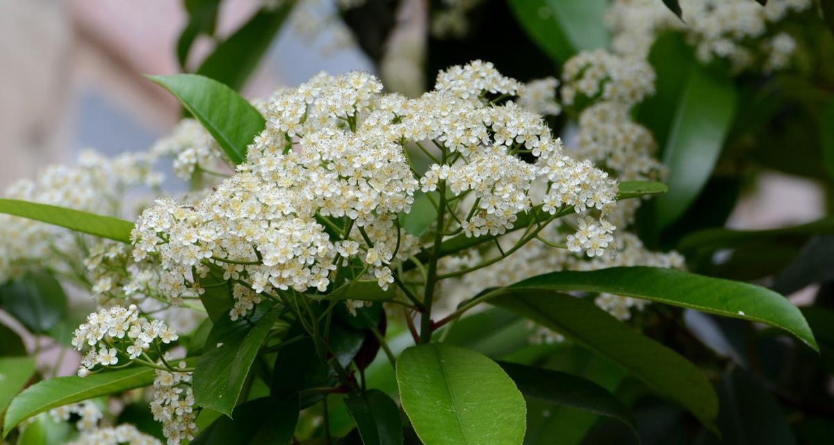 石楠花的花语是什么？了解石楠花的含义和象征意义？