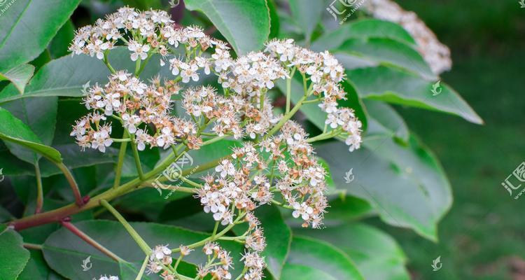 石楠花花语是什么？了解石楠花的象征意义和文化背景？