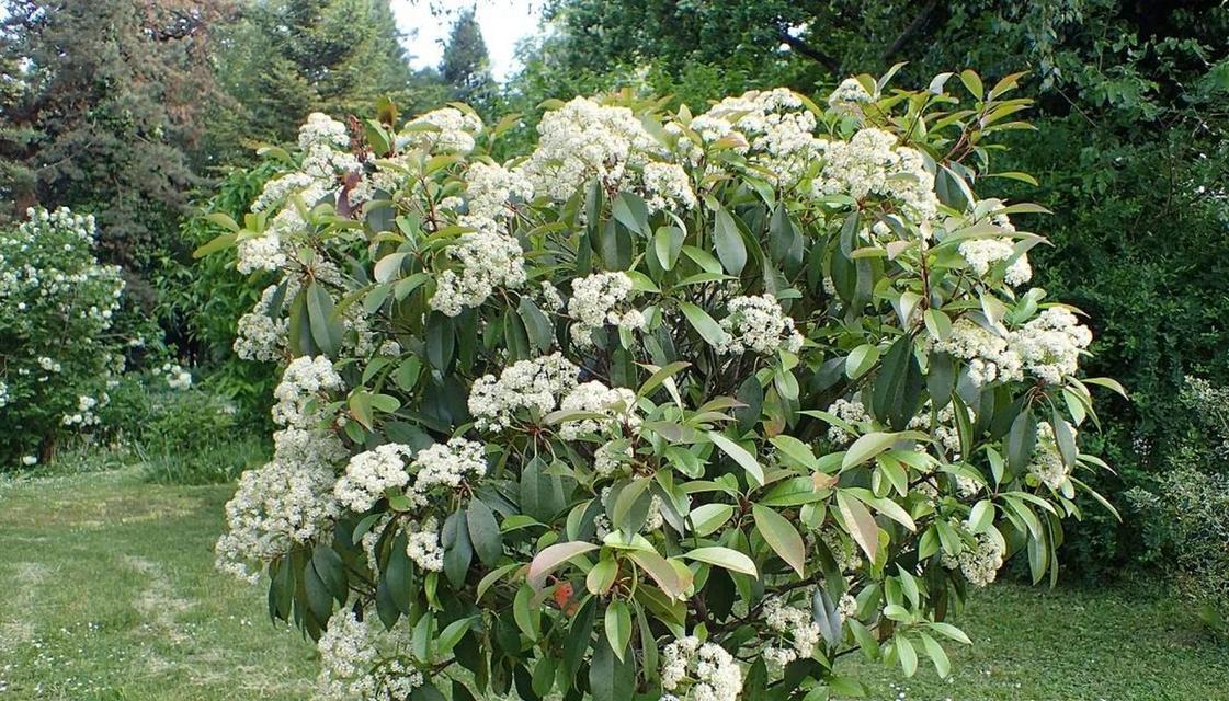 石楠花花语是什么？了解石楠花的象征意义和文化背景？