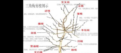 满天星修剪的最佳时间是什么时候？具体步骤有哪些？