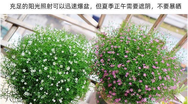 满天星什么时候种植最合适？其生长周期是多久？