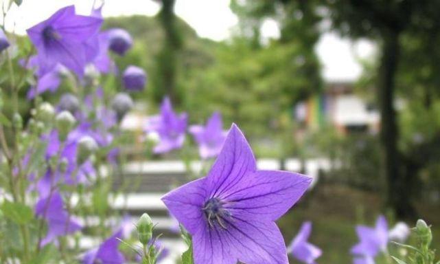 时钟花的花语代表什么？如何解读时钟花的含义？