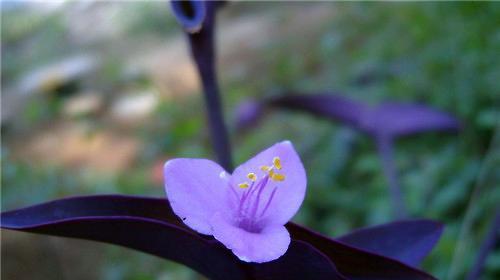 时钟花的花语代表什么？如何解读时钟花的含义？