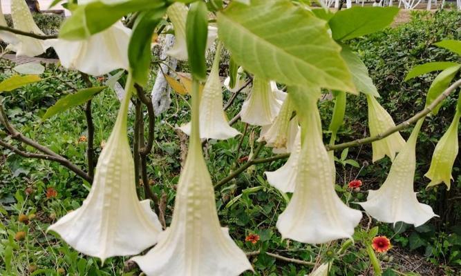 曼陀罗花种子有毒吗？如何安全种植和处理？