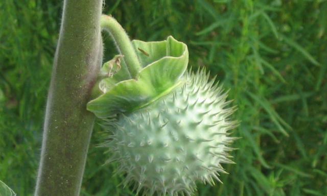 曼陀罗花种子有毒吗？如何安全种植和处理？