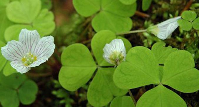 四叶草的花语是什么？如何找到真正的四叶幸运草？