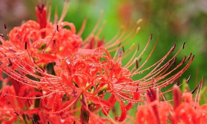 曼珠沙华不开花怎么办？养护技巧有哪些？