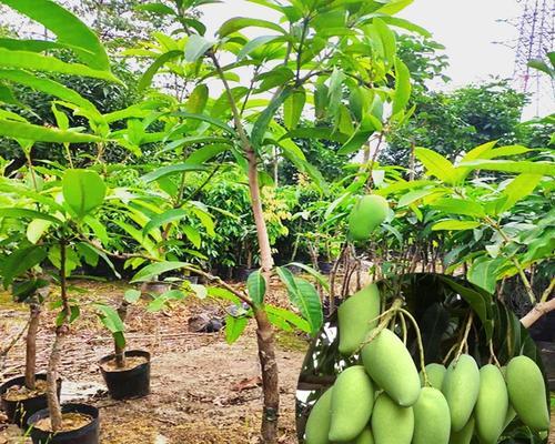 芒果在北方种植的可行性及常见问题解答？