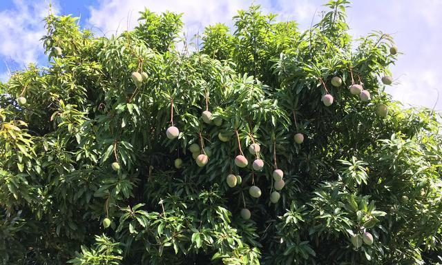 芒果在北方种植的可行性及常见问题解答？