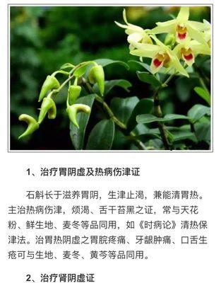 芒果核的功效与作用是什么？如何利用芒果核进行健康养生？