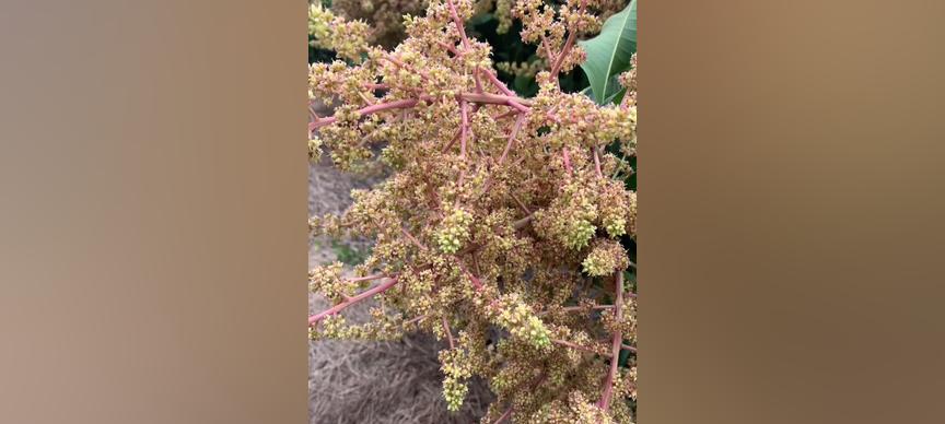 芒果几年开花结果？如何促进芒果树早开花早结果？