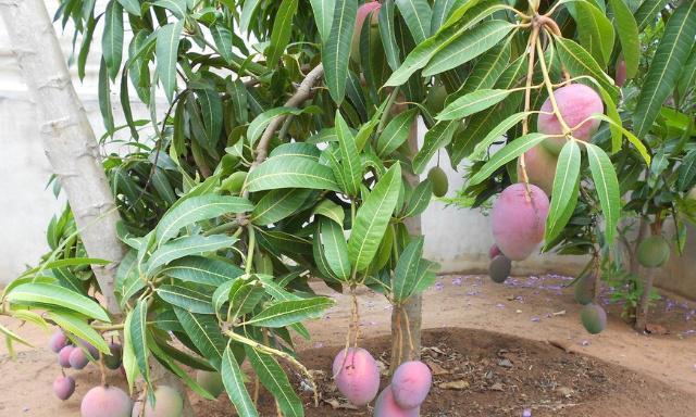 芒果几月份种植最合适？如何确保高成活率？