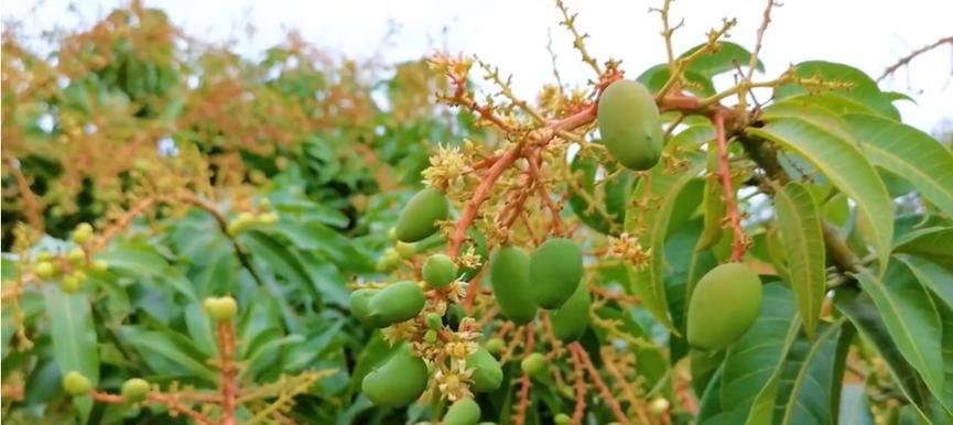 芒果几月开花结果？什么时候开花结果？