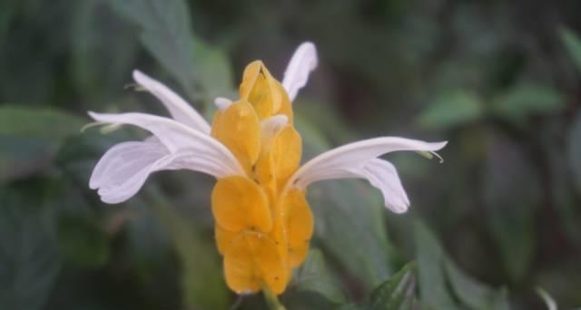 芒果什么季节开花结果？如何判断芒果的最佳采摘时间？