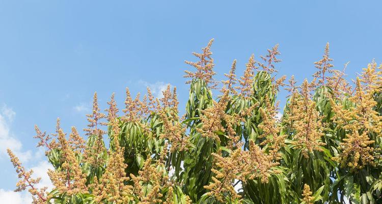 芒果开花季节是几月？如何判断芒果树的开花时间？