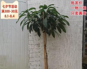 芒果树可以种在家门口吗？种植条件和注意事项是什么？