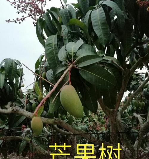 芒果树南方种植条件是什么？南方种植芒果树有哪些注意事项？