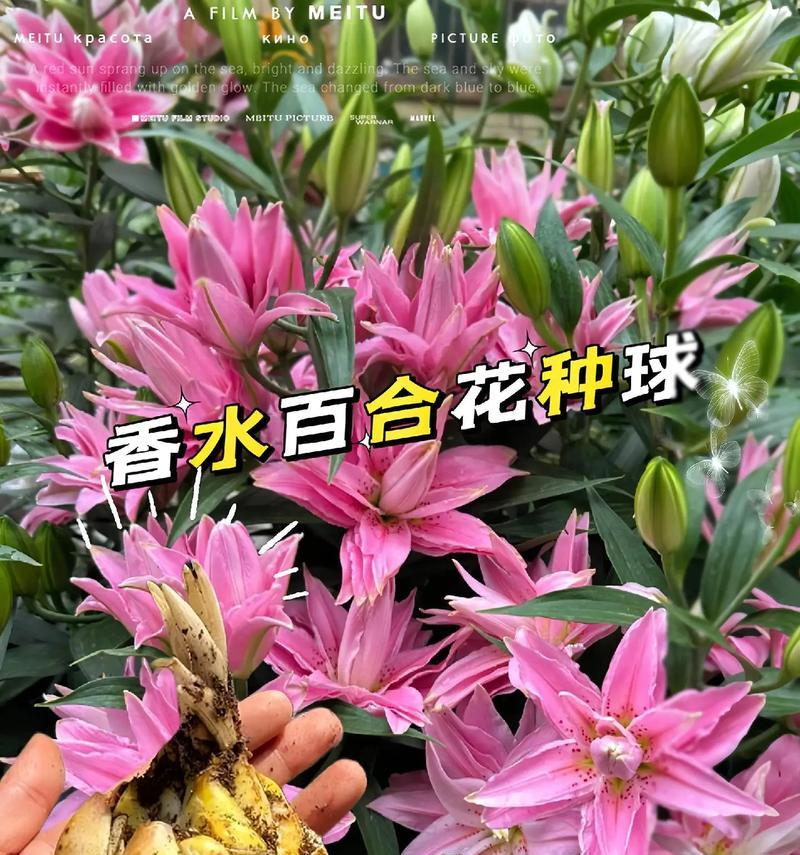 百合花的象征意义是什么？