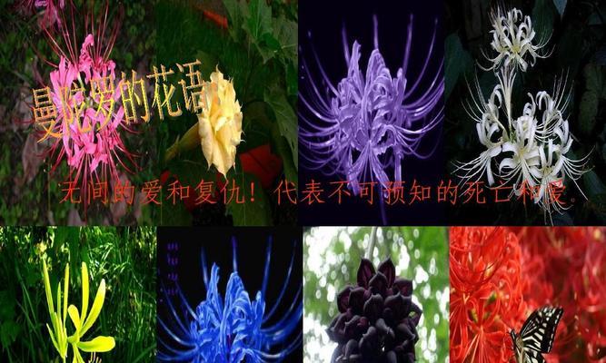 曼陀罗的花语有何深意？它代表了什么？