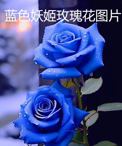 小朵玫瑰花的寓意是什么？送人有何特别含义？