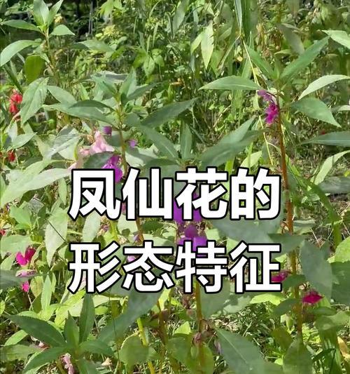 凤仙花的花语代表什么？