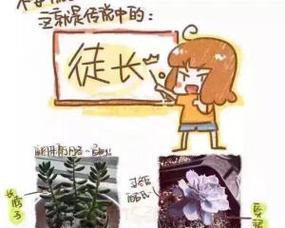 植物长徒现象说明了什么问题？