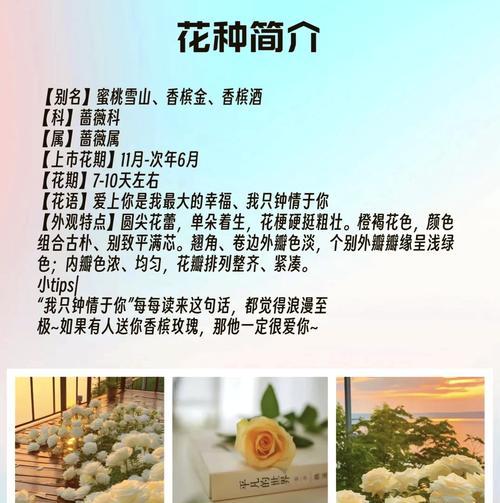 香槟色玫瑰的花语是什么？香槟色玫瑰代表了什么？