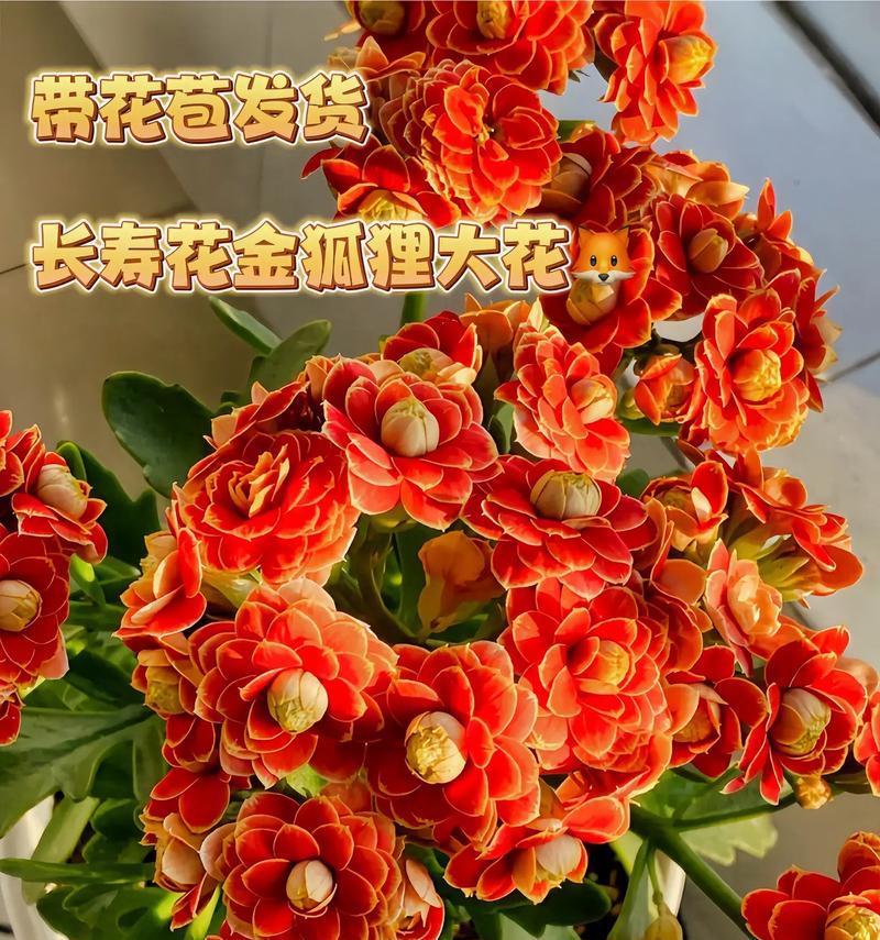 象征长寿的花卉有哪些？它们各自代表什么意义？