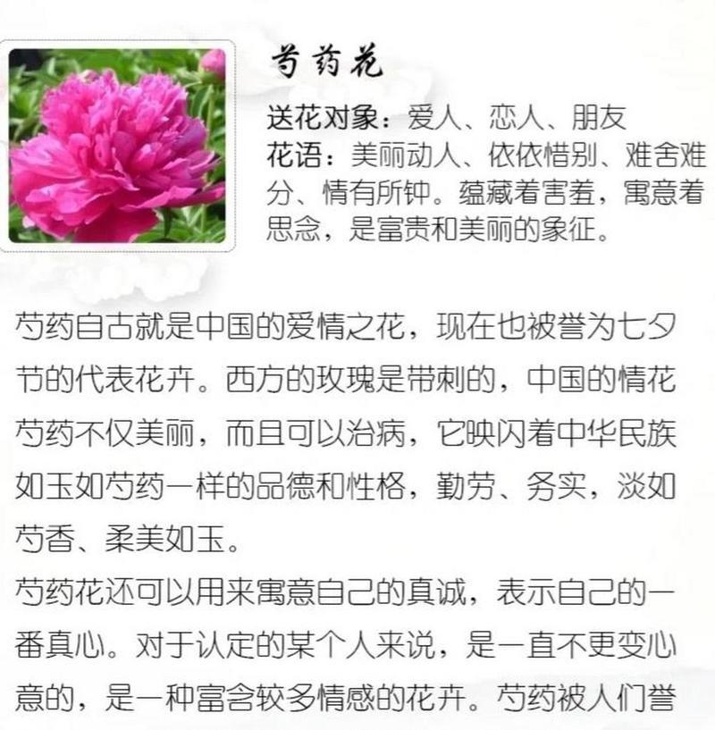 白色芍药花语是什么？白色芍药代表什么？