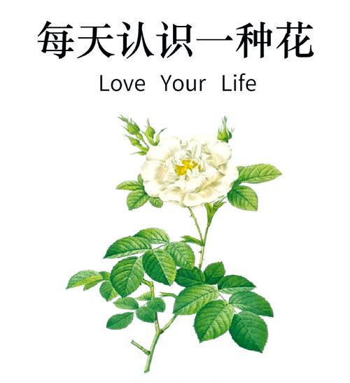 晴朗里的白玫瑰代表什么？花语有何含义？