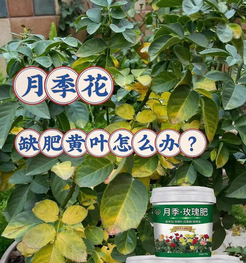 盆栽玫瑰施肥的最佳方法是什么？