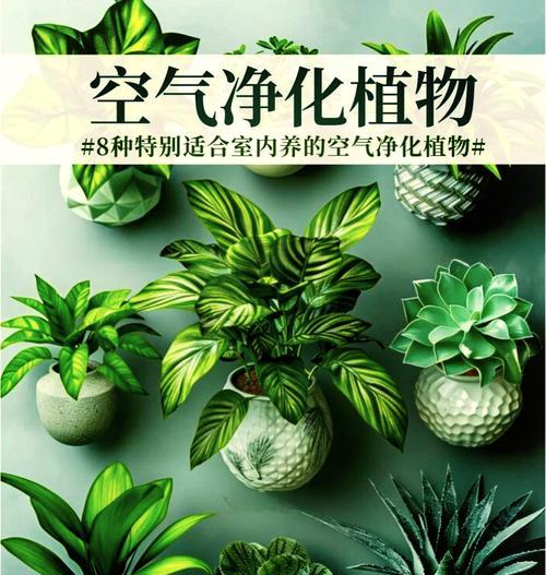 除甲醛什么植物最好？哪些植物具有良好的空气净化能力？