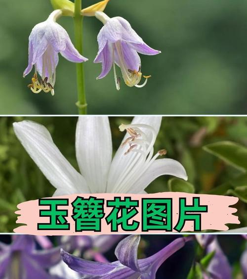 坊子花卉植物的特点是什么？