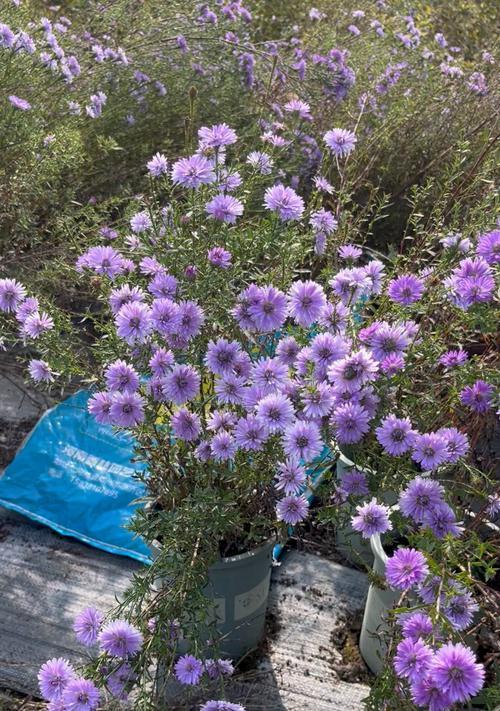 哪些花卉品种繁殖效率高？繁殖效率高的花卉品种有何优势？