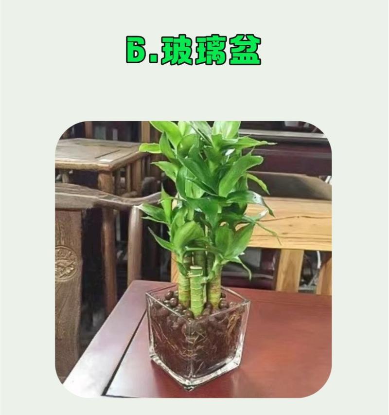 大盆栽花卉在室内种植的利弊是什么？