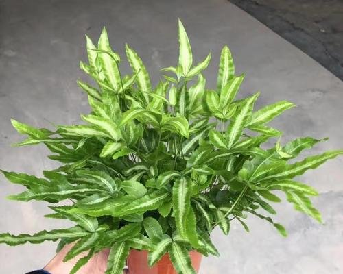 盆栽植物中黑砂的作用是什么？它对植物生长有何影响？