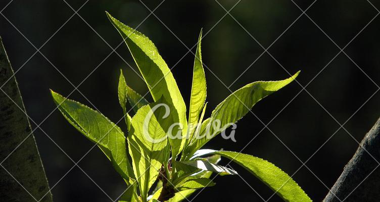 植物叶片的常见形状有哪些？它们的含义是什么？