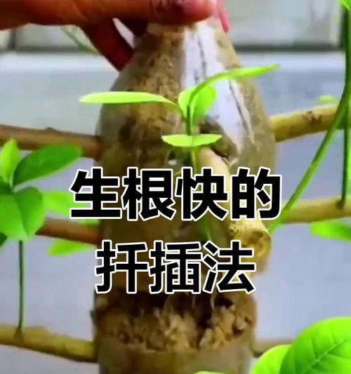 花卉扦插的基础技术要点有哪些？如何正确进行花卉扦插？